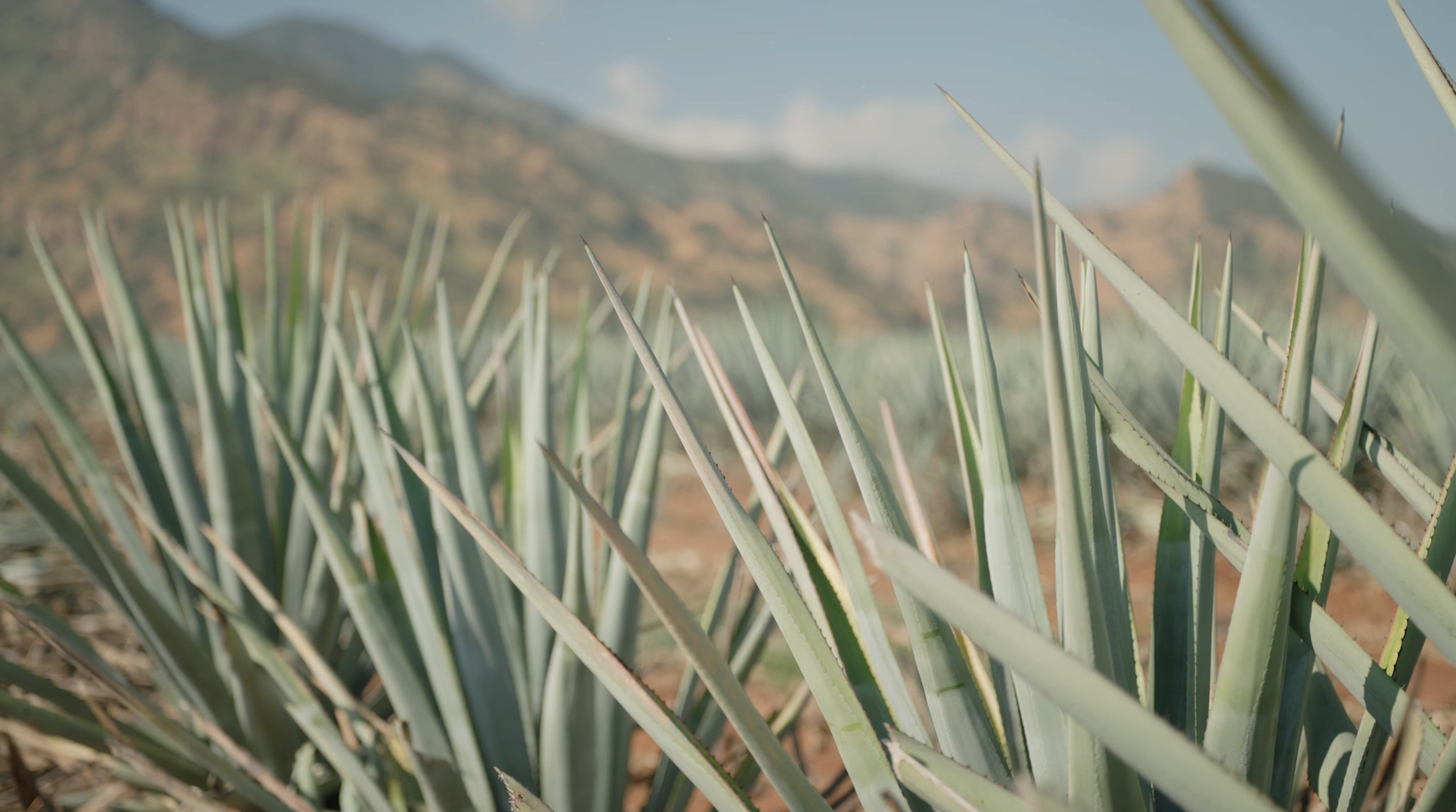 Blue Agave Nectar — Dios Azul Agave Nectar